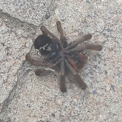 Lycosa erythrognatha