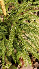 Dendrolycopodium obscurum