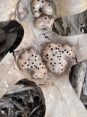 Callirhytis favosa