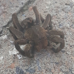 Lycosa erythrognatha