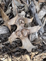Callirhytis favosa