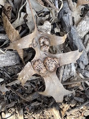 Callirhytis favosa