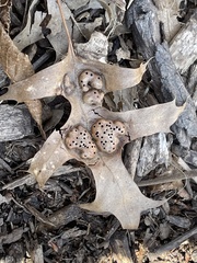 Callirhytis favosa
