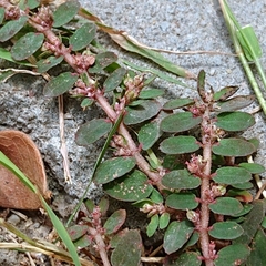 Euphorbia thymifolia
