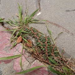 Euphorbia thymifolia