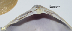 Mactra antiquata