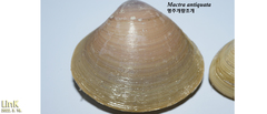 Mactra antiquata