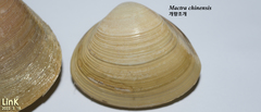 Mactra antiquata