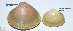 Mactra antiquata
