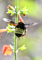 Bombus pensylvanicus
