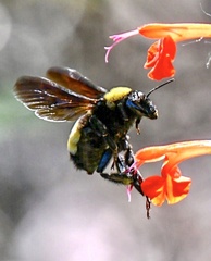Bombus pensylvanicus