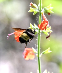 Bombus pensylvanicus