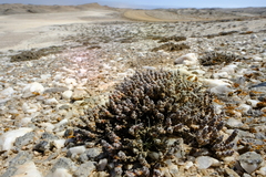 Mesembryanthemum marlothii