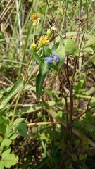 Commelina auriculata