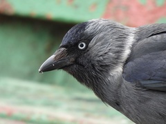 Corvus monedula soemmerringii