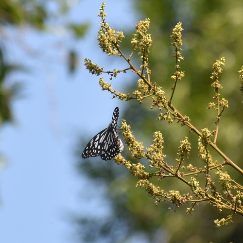 Blue Tiger photo 4