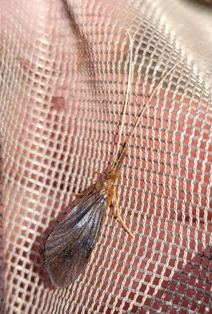 Anisocentropus pyraloides