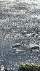 Chroicocephalus ridibundus