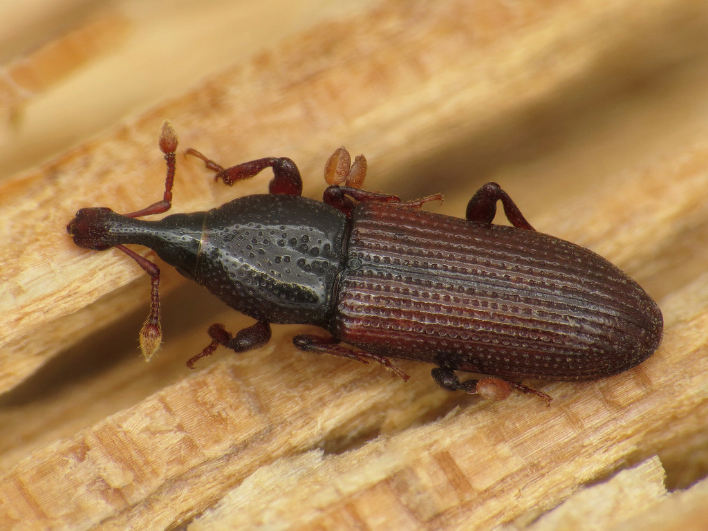 Cossonus
