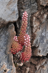 Villadia aristata
