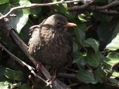 Turdus merula aterrimus
