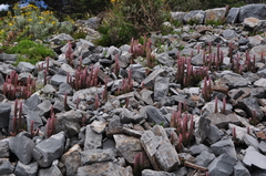 Villadia aristata