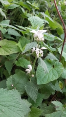 Lamium flexuosum