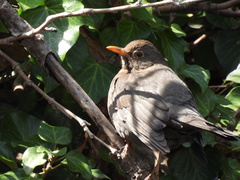 Turdus merula aterrimus