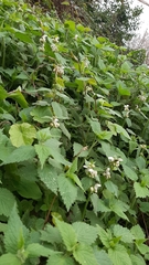Lamium flexuosum