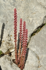 Villadia aristata