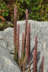 Villadia aristata