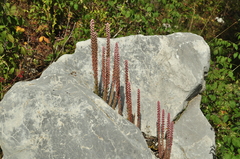 Villadia aristata