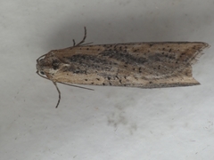 Doloploca punctulana