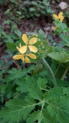 Chelidonium majus