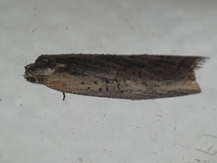 Doloploca punctulana