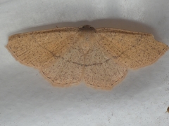 Cyclophora ruficiliaria