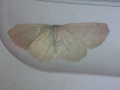 Cyclophora ruficiliaria