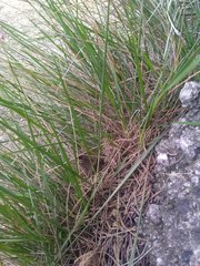 Brachypodium phoenicoides