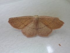 Cyclophora ruficiliaria