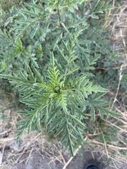 Ambrosia confertiflora