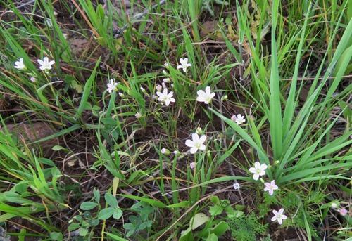 Minuartia formosa
