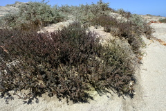 Frankenia pomonensis