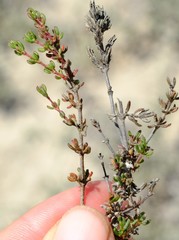Frankenia pomonensis