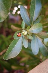 Harmonia axyridis