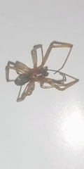 Steatoda