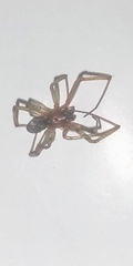 Steatoda