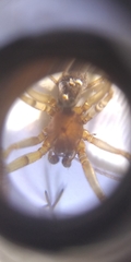 Steatoda