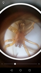 Steatoda