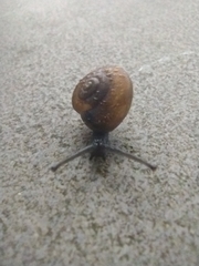 Zachrysia provisoria