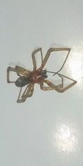 Steatoda